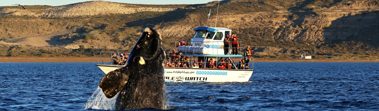 Copia de Ballenas5_ENTE