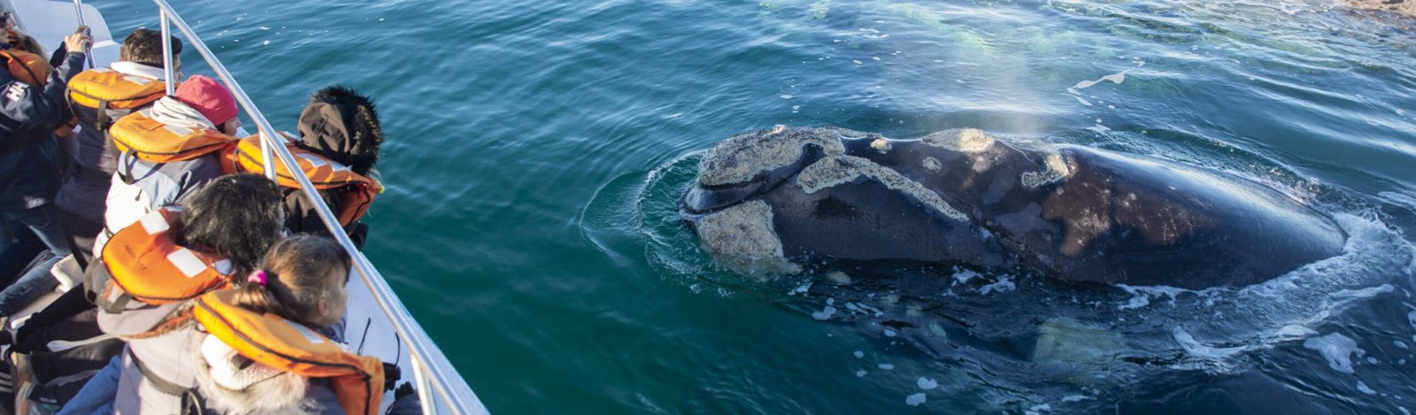 Copia de Ballenas_ENTE13