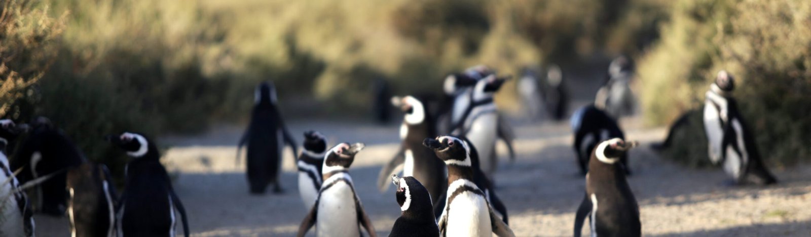 Pinguinos_Ente25